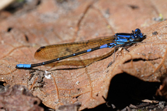 Argia terira