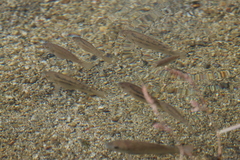 Oreochromis mossambicus