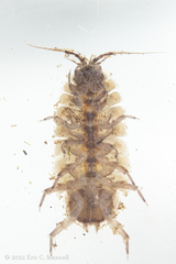 Lirceus brachyurus
