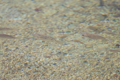 Oreochromis mossambicus