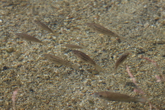 Oreochromis mossambicus