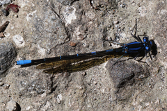 Argia terira