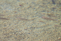 Oreochromis mossambicus