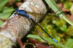 Argia terira
