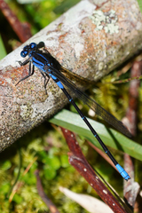 Argia terira