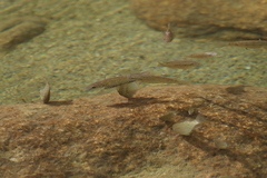 Oreochromis mossambicus