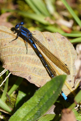 Argia terira