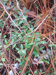 Vaccinium crassifolium