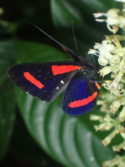 Amarynthis meneria