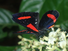 Amarynthis meneria