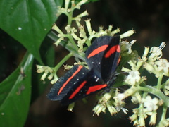 Amarynthis meneria