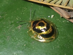 Ischnocodia annulus