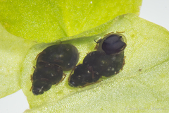 Fontigens nickliniana