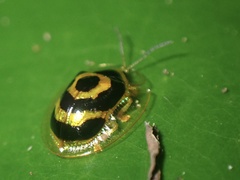 Ischnocodia annulus