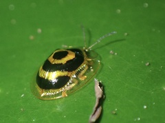 Ischnocodia annulus