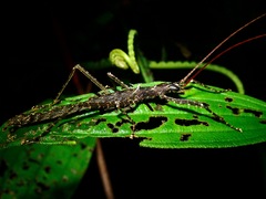 Dinophasma ruficorne