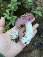 Russula xerampelina