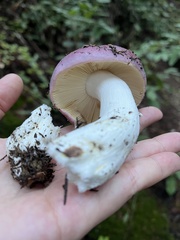 Russula xerampelina