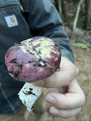 Russula xerampelina