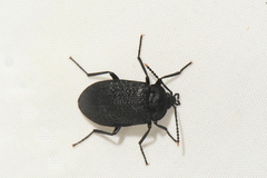 Penthe pimelia