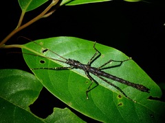 Dinophasma ruficorne