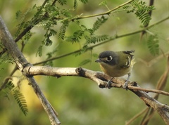 Vireo atricapilla