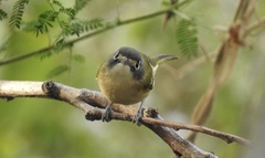 Vireo atricapilla