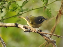 Vireo atricapilla