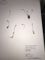 Primula egaliksensis