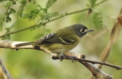 Vireo atricapilla