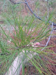 Pinus serotina