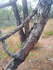 Pinus serotina