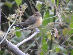 Granatellus venustus
