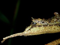 Dinophasma ruficorne