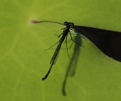Austrocnemis splendida
