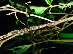 Dinophasma ruficorne