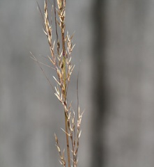 Austrostipa breviglumis