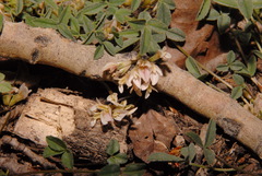 Trifolium gymnocarpon