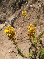 Calceolaria thyrsiflora