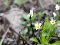 Viola arvensis