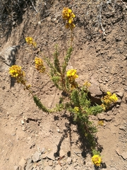 Calceolaria thyrsiflora