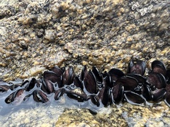 Brachidontes rostratus