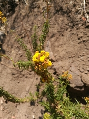 Calceolaria thyrsiflora