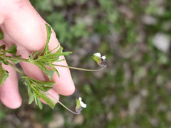 Viola arvensis