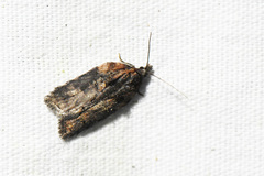 Acleris pulverosana