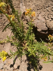 Calceolaria thyrsiflora