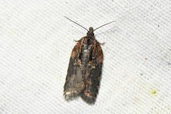 Acleris pulverosana
