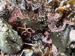 Ophiactoidea