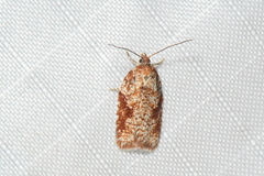 Acleris cervinana