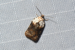 Acleris braunana